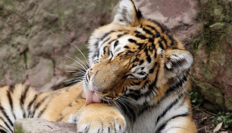 Self-cleaning drainage module